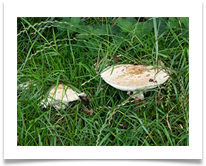 Toadstools - Denis McAllister